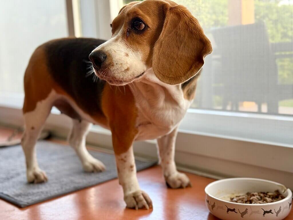 Um cão da raça Beagle sobre o chão, ao lado de uma porta e do pote de comida caseira ou ração.