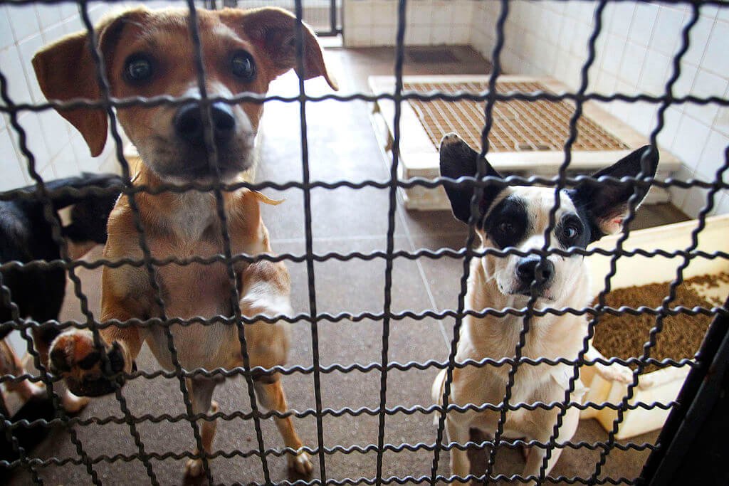 Dois cãezinhos disponíveis para adoção no Centro de Controle de Zoonoses do DF. Parece que perguntam ao humano: Adotar ou Comprar um cãozinho?