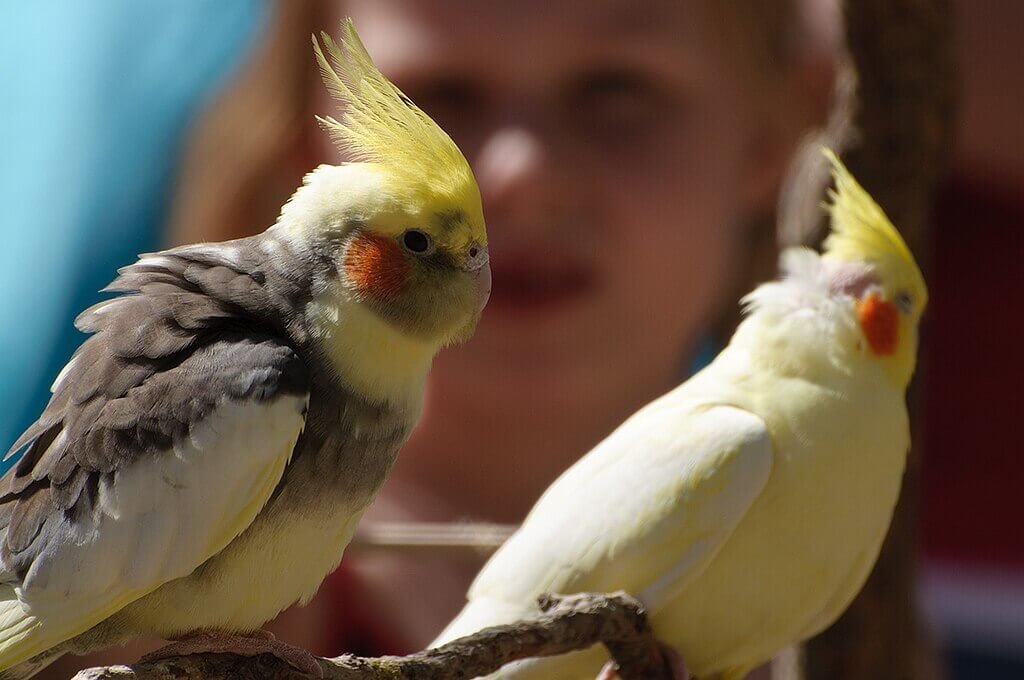 Duas calopsitas no primeiro plano da foto, ao fundo e desfocada, o resto de uma menina. A calopsita da esquerda está com as penas arrepiadas, o que é um dos sinais que seu pássaro precisa urgente de banho.