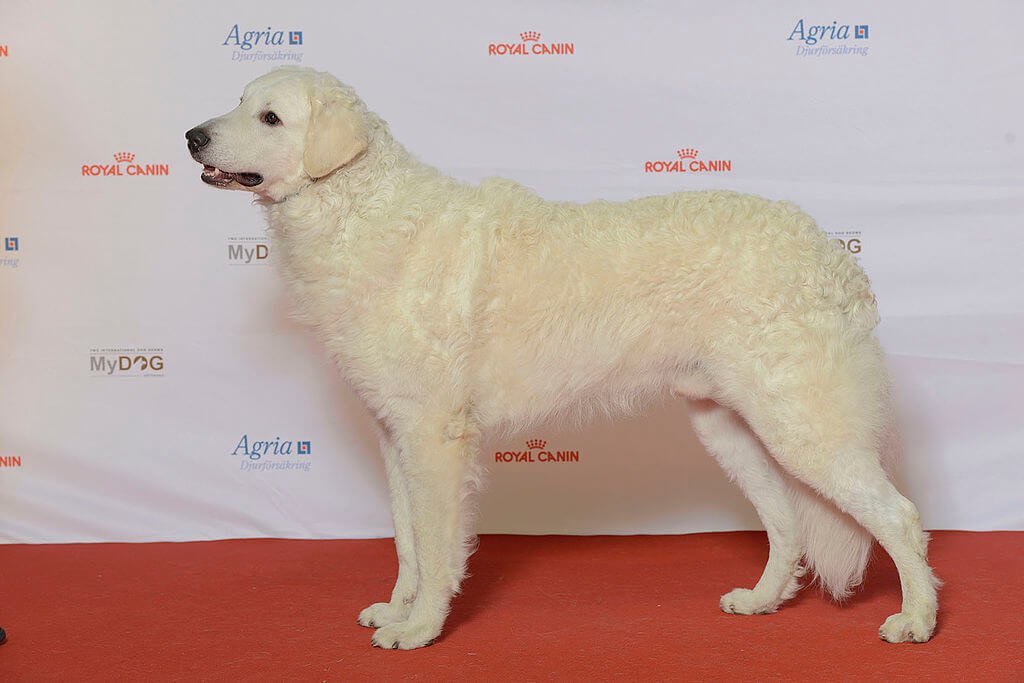 Pelagem branca e macia do cão da raça Pastor Húngaro (Kuvasz) na feira MyDog. A qualidade da pelagem dos pets é um dos 5 motivos para trocar ração por comida natural.