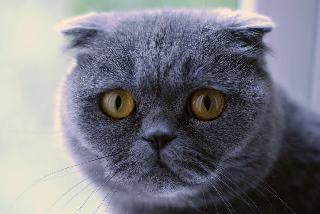 Gato da raça Scottish Fold com suas tradicionais orelhas dobradas, foco no rosto do gato, fundo desfocado. Esta raça é uma das 12 raças de gatos mais conhecidas e misteriosas.